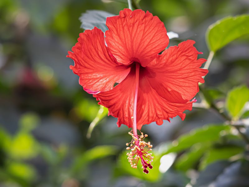 Hibiscus