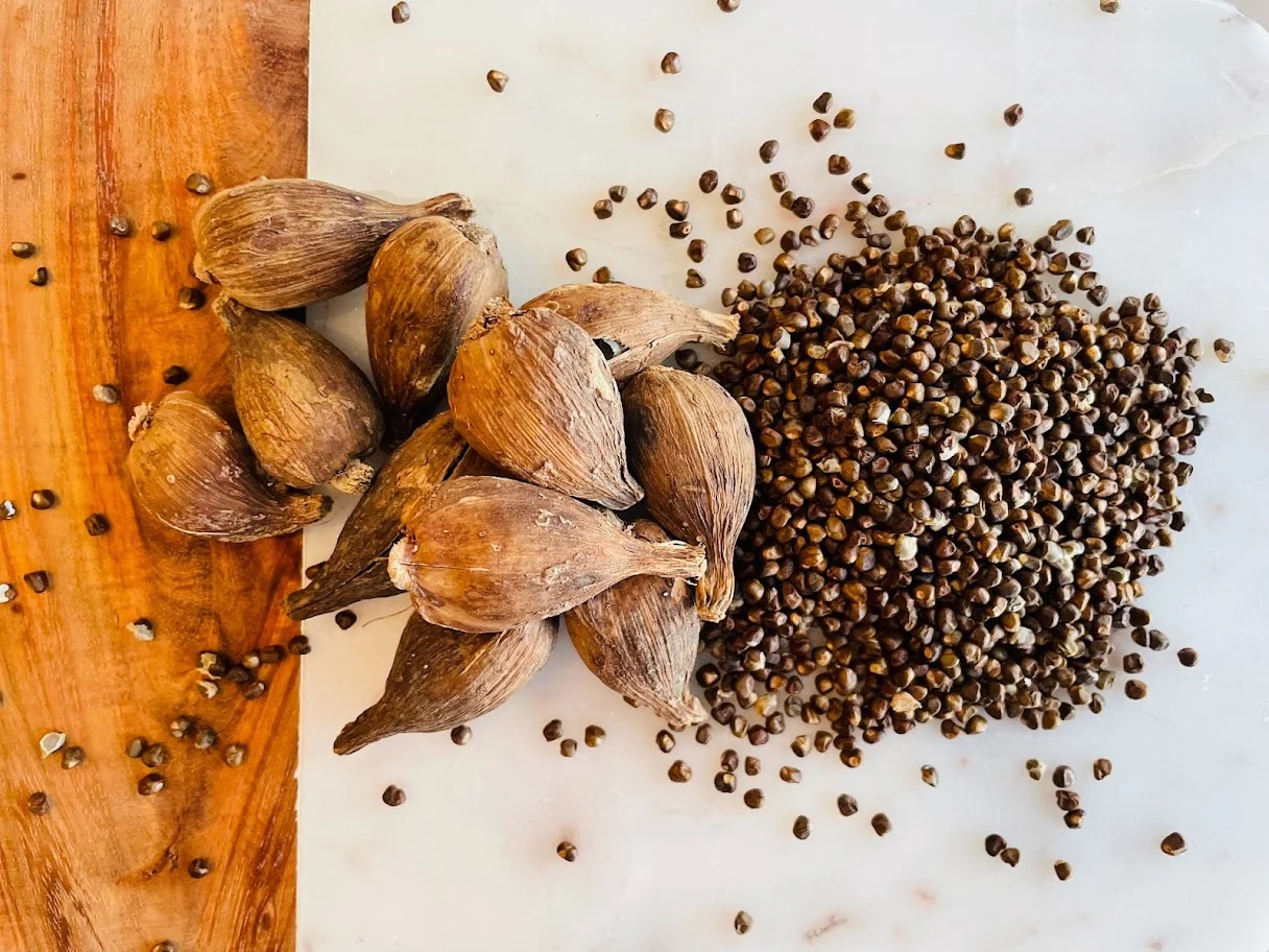 Korarima Cardamom